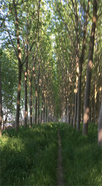 Wald bei Ravalle